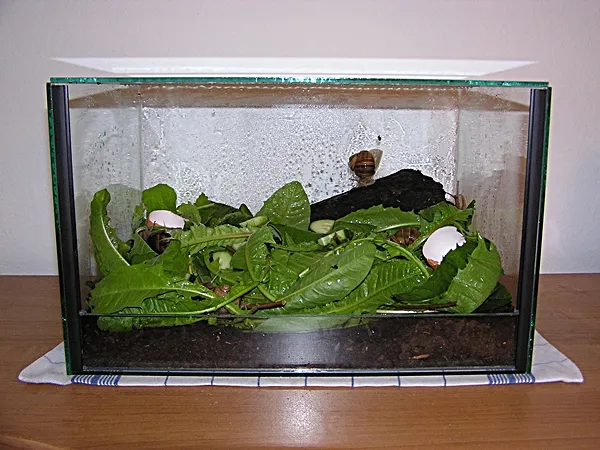 Nahaufnahme eines gut befeuchteten Weinbergschnecken-Terrariums mit einer Schnecke auf Blättern.