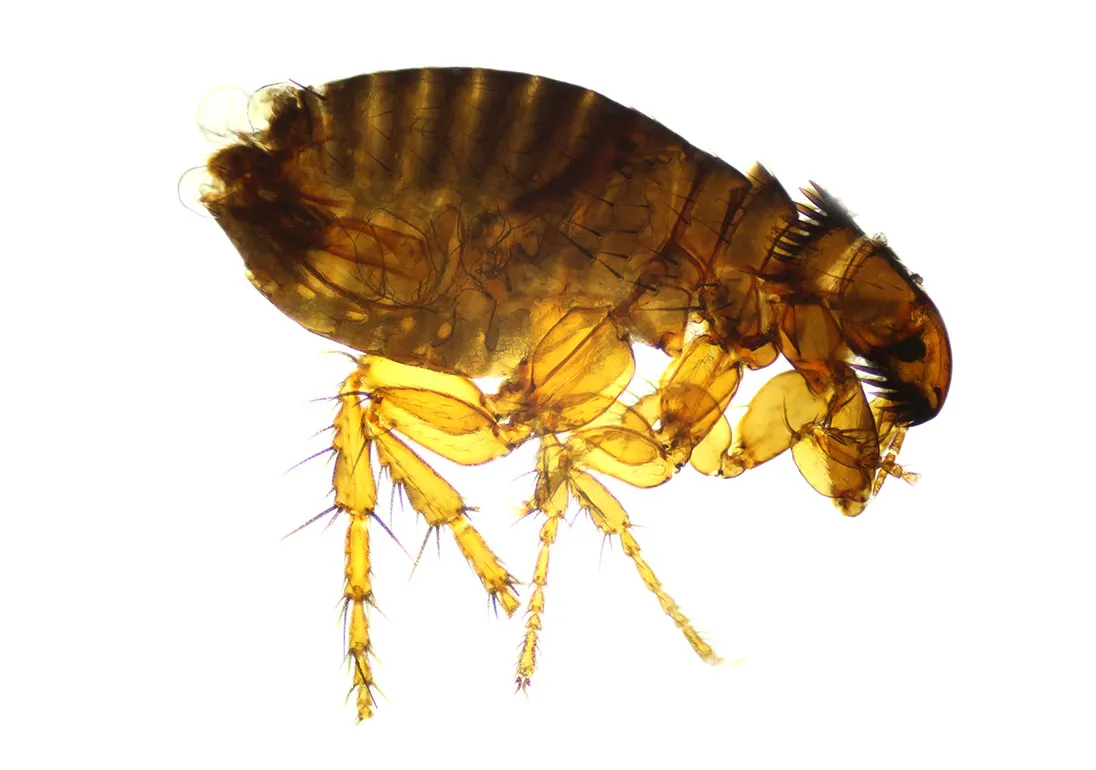 Nahaufnahme eines Katzenflohs auf hellem Hintergrund, detailliert die Merkmale des Parasiten zeigend.