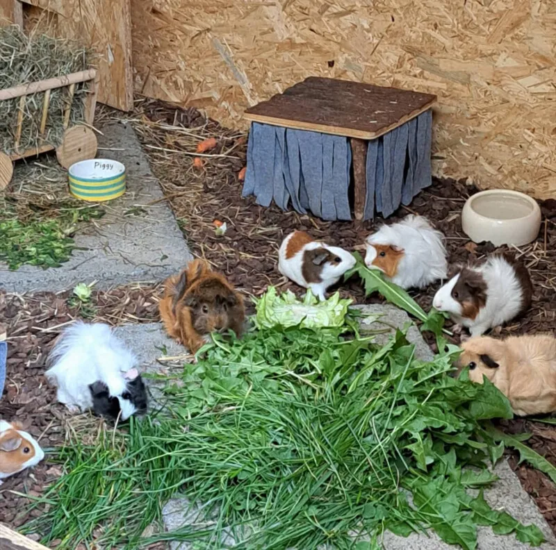 Nahaufnahme eines Meerschweinchens, das in einem großzügigen Außengehege mit Gras und Unterständen sitzt