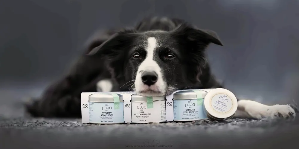 Nahaufnahme eines Napfes mit Hundefutter, der ebenfalls attraktiv und nahrhaft aussieht.