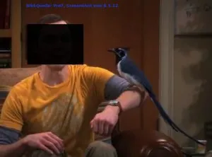 Nahaufnahme eines prächtigen Blauhähers mit aufgestellter Federhaube, der seine leuchtend blauen Federn präsentiert.