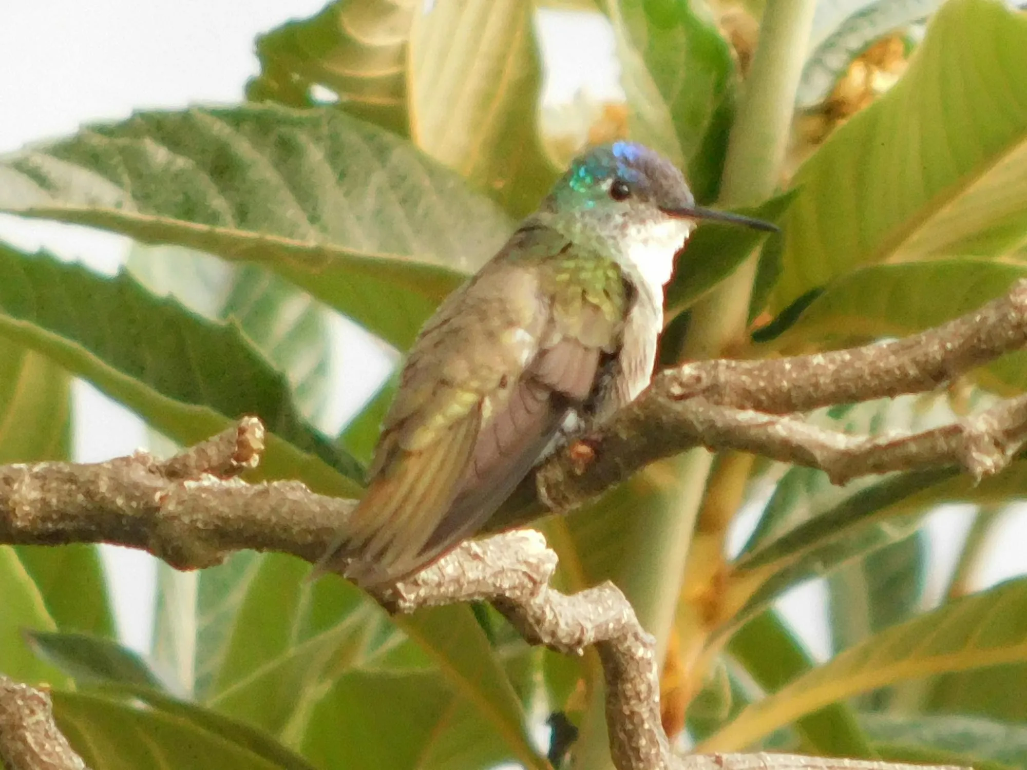 Nahaufnahme von gehackten Haselnüssen, die auf Karamellstreifen verteilt werden, um Krokant herzustellen