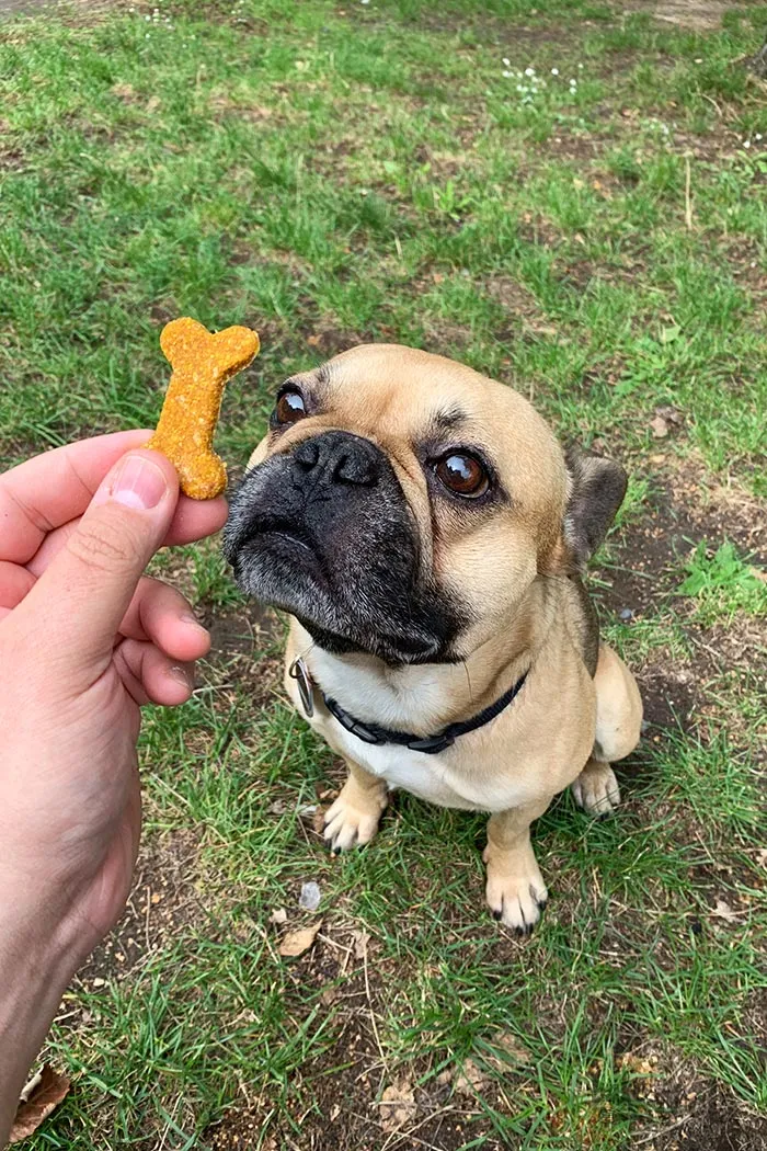 Nahaufnahme von gesunden Hundekeksen mit Karotte und Kartoffel
