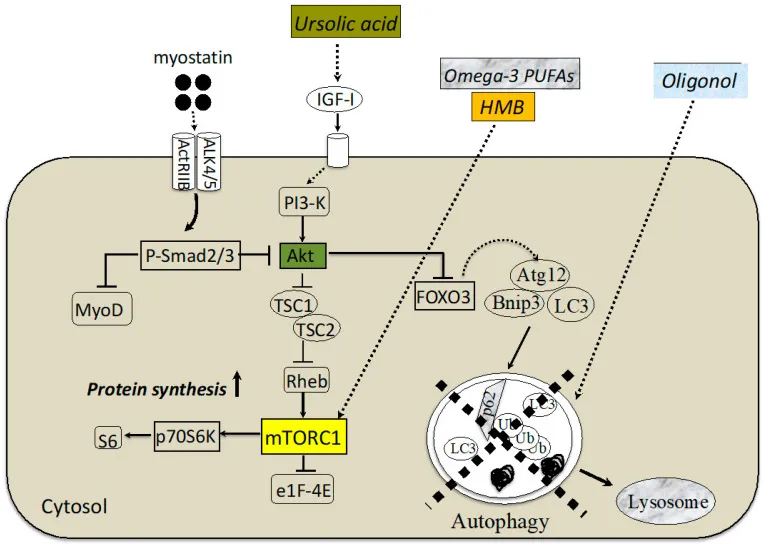 Nährstoffinterventionen für sarkopenische Muskeln