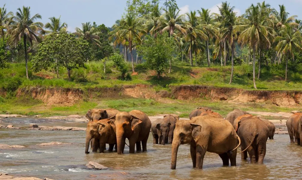 Nationalpark in Sri Lanka mit Elefanten