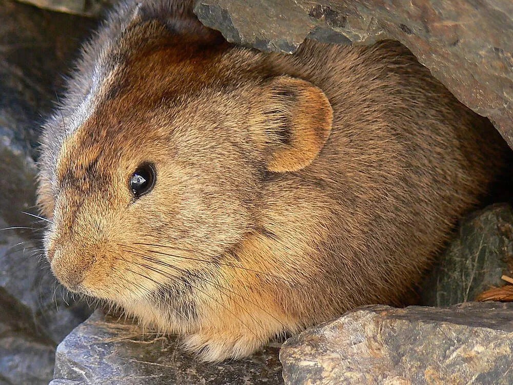 Natürlicher Lebensraum