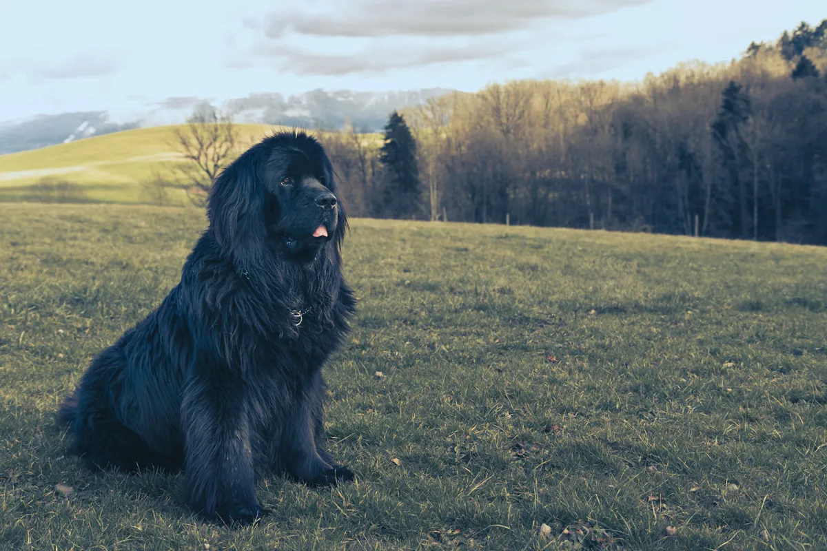Neufundländer am Wasser, einer der größten Hunderassen