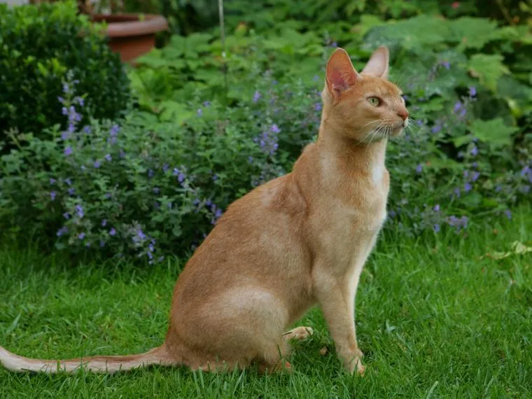 Neugierige Abessinier Katze im Haus, die ihre Umgebung erkundet und Beschäftigung sucht