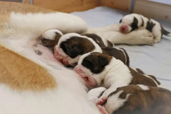 Neun Bernhardiner Welpen kuscheln sich schlafend in einer Wurfbox.