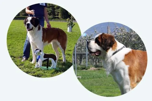 Neun Bernhardiner Welpen liegen eng beieinander auf einer Decke in ihrer Wurfbox.