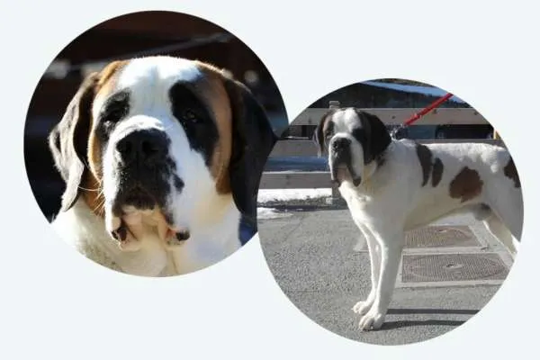 Neun junge Bernhardiner Welpen schlafen zusammen in einer weichen Box.