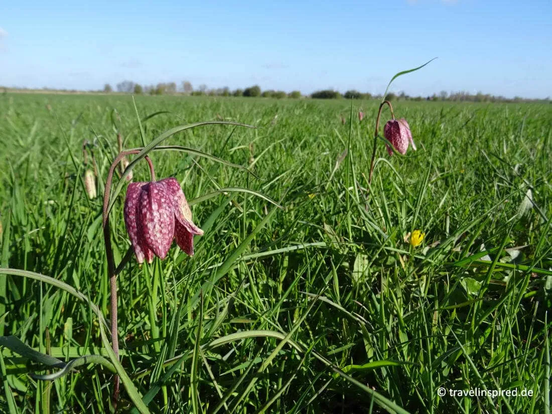 Niedersachsen Ausflug zur Schachblumen Blüte in die Untere Seeveniederung