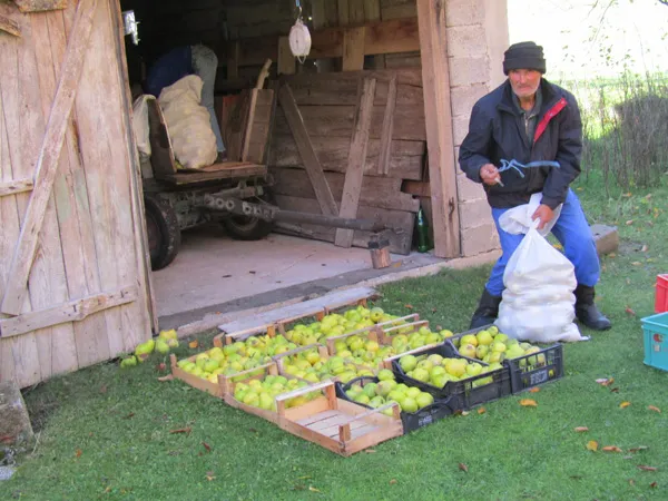 Obstbauer Adam unterstützt beim Wiegen und Verpacken der frisch geernteten Quitten, die für die Quittensaftproduktion bestimmt sind.