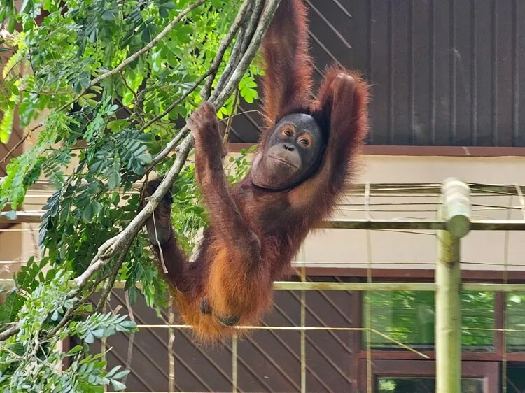 Orang-Utan auf Borneo