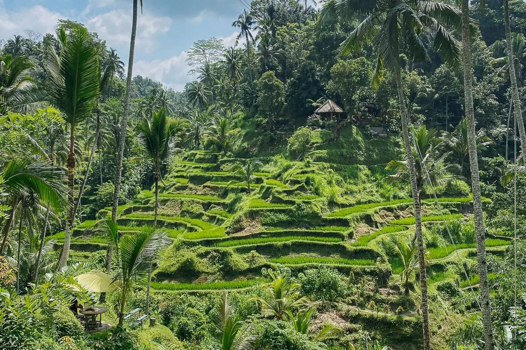 Panoramablick auf die üppig grünen Tegalalang Reisterrassen auf Bali