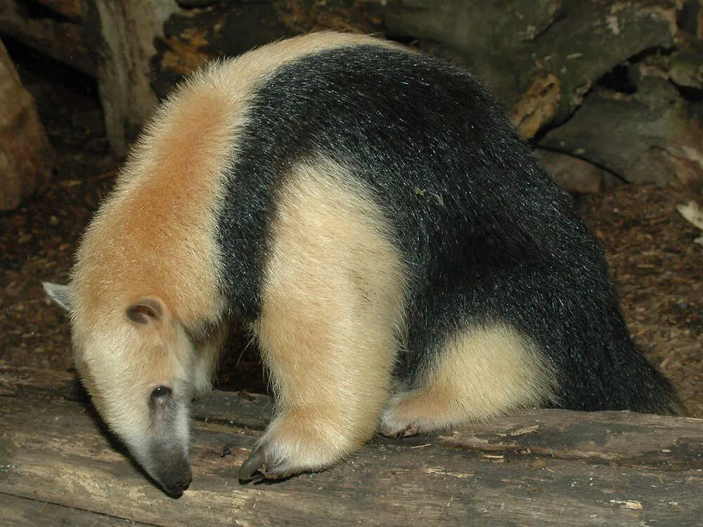 Paraguay-Tamandua im Zoo Frankfurt
