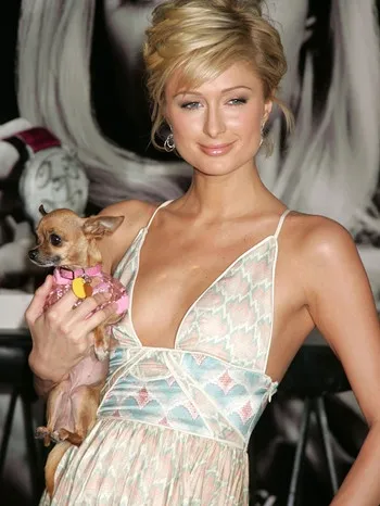 Paris Hilton trägt ihren Teacup Hund Tinkerbell in einer Handtasche, ein Beispiel für den Trend, Haustiere als Modeaccessoires zu inszenieren.