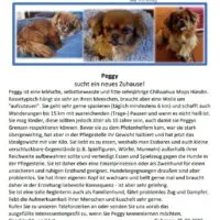 Peggy, ein Chihuahua-Mops-Mix in Not, sucht dringend ein Zuhause