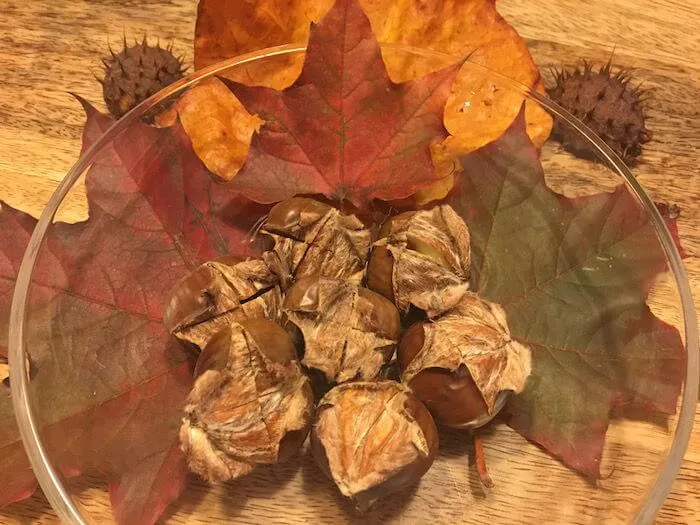 Perfekt geröstete Maroni frisch aus dem Backrohr, bereit zum Genießen