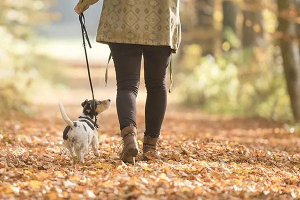 Person joggt im Wald, symbolisiert Sport und Bewegung