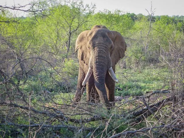 Pferdesafari in Südafrika mit Zebras im Hintergrund (ähnlich Kenia)