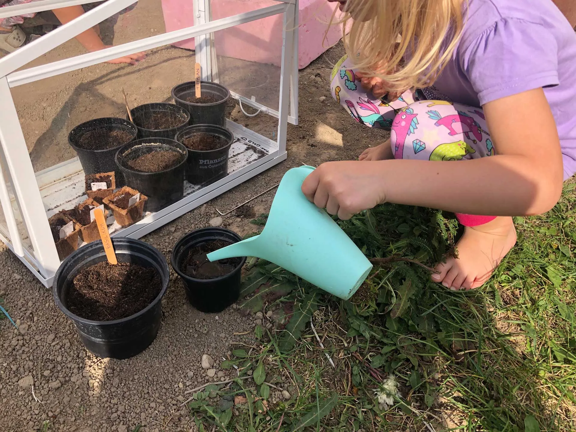 Pflanzen ziehen mit Kindern