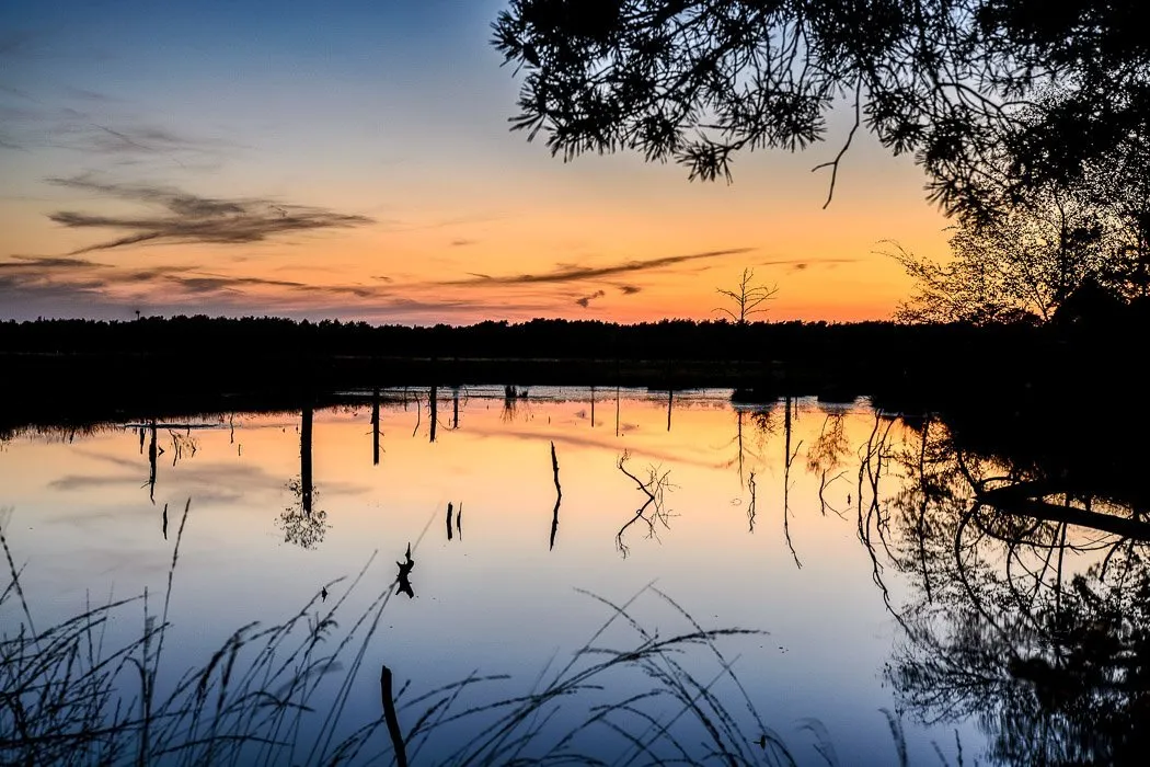 Pietzmoor bei Schneverdingen