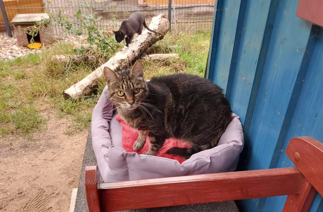 Porträt der Katze Kitty, eine EKH, die in der Katzenauffangstation Rüdersdorf ein neues Zuhause sucht.