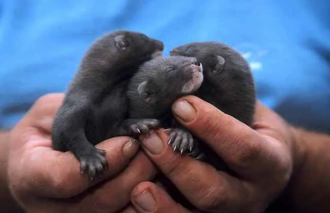 Porträt eines Europäischen Nerzes mit typischer weißer Schnauze und Kinn, Nahaufnahme