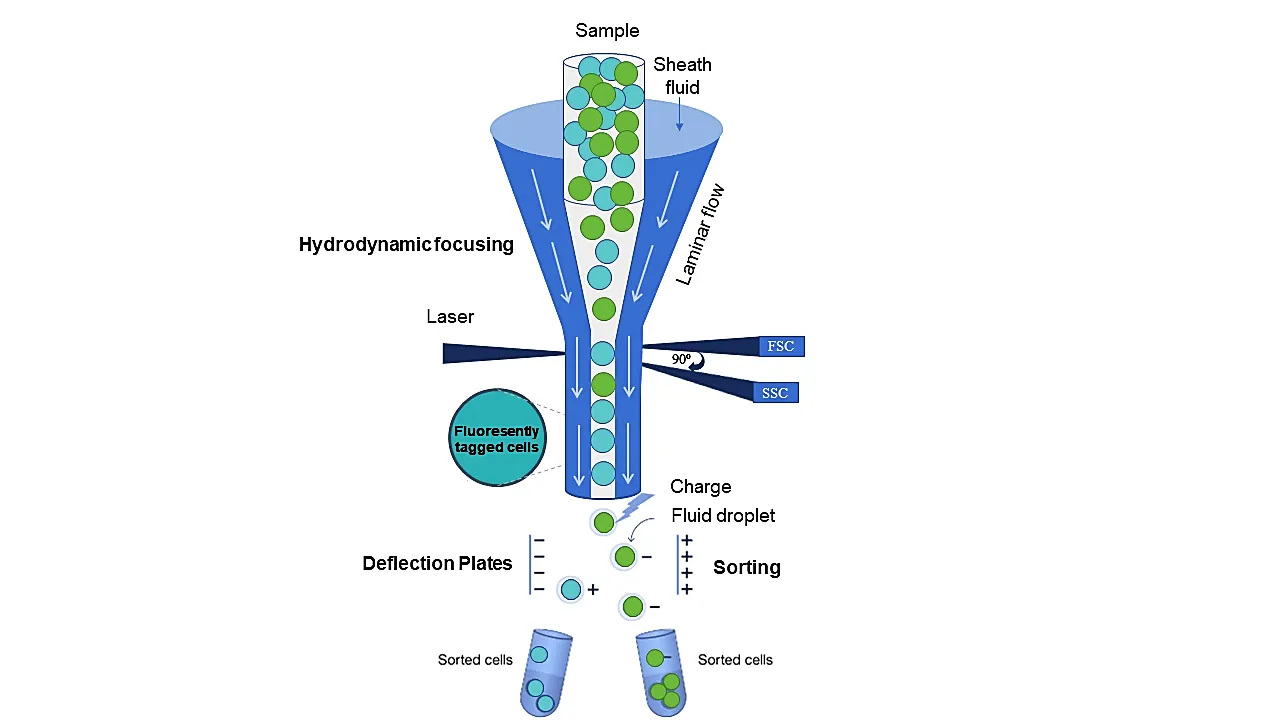 Principle of Flow Cytometry