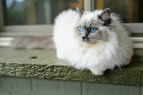 Ragdoll Katze