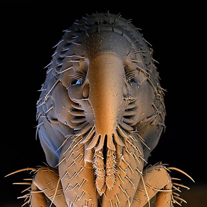 Rasterelektronenmikroskopische Aufnahme eines Katzenflohs.