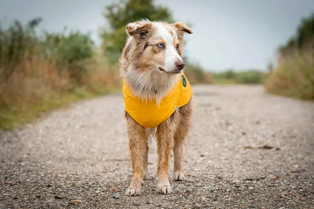 Regenmäntel für Hunde von Hunter