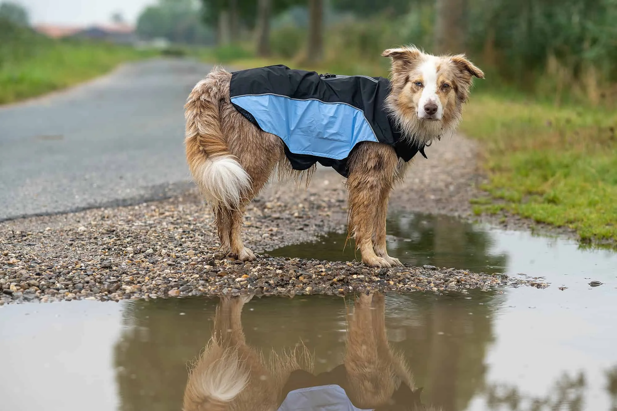 Regenmäntel für Hunde von Wolters Cat &amp; Dog