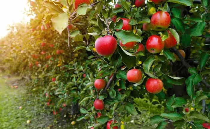 Reife Äpfel an einem Apfelbaum bereit zur Ernte für Apfelschnaps