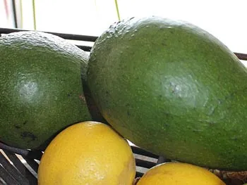 Reife Avocados als gesunde Fettquelle