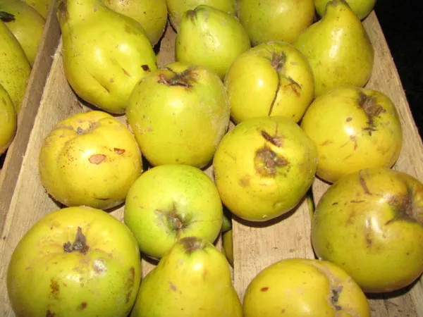 Reife, gelbe Quitten bereit für die Verarbeitung zu Saft und weiteren Produkten