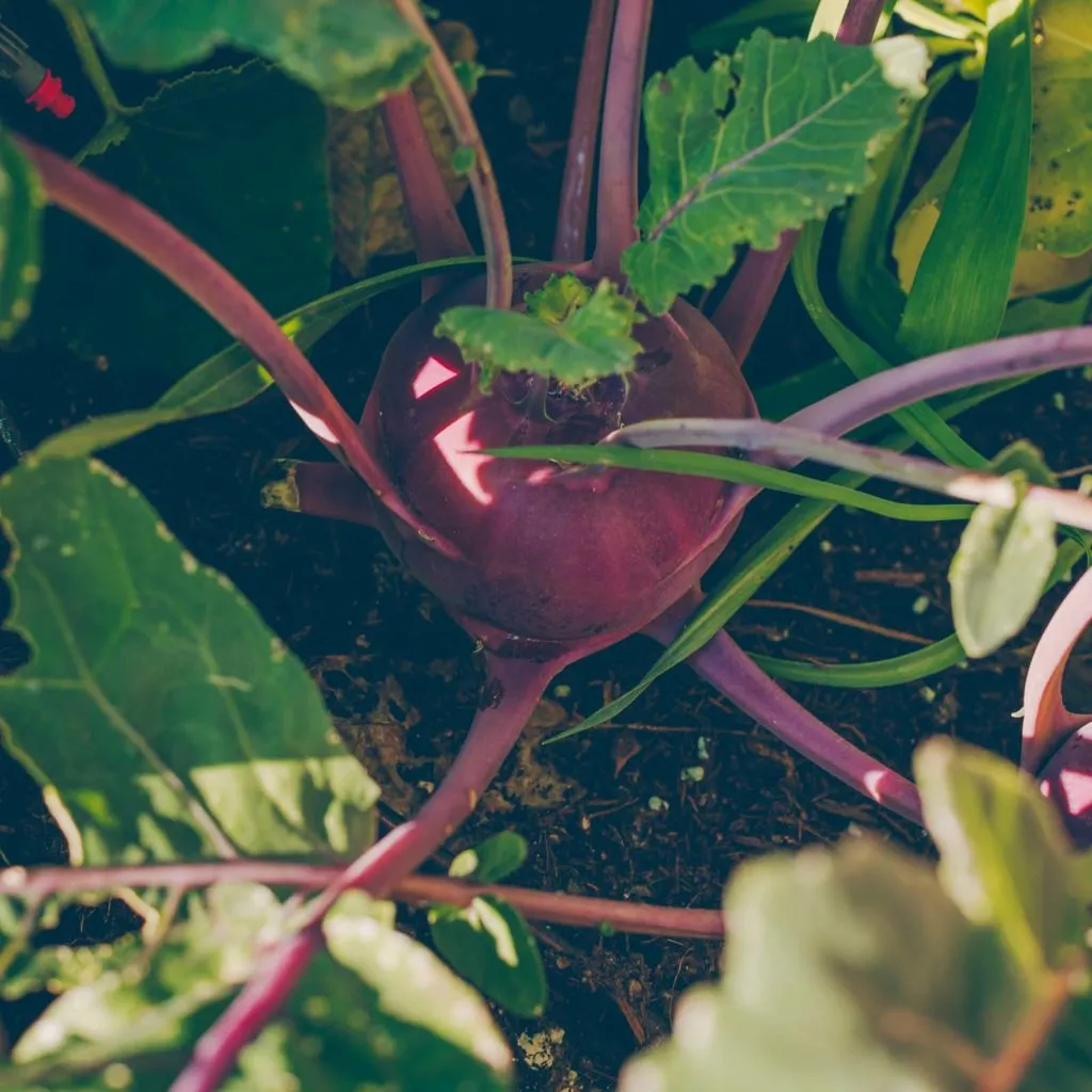 Reife Zucchini-Früchte direkt von der Pflanze im Hochbeet