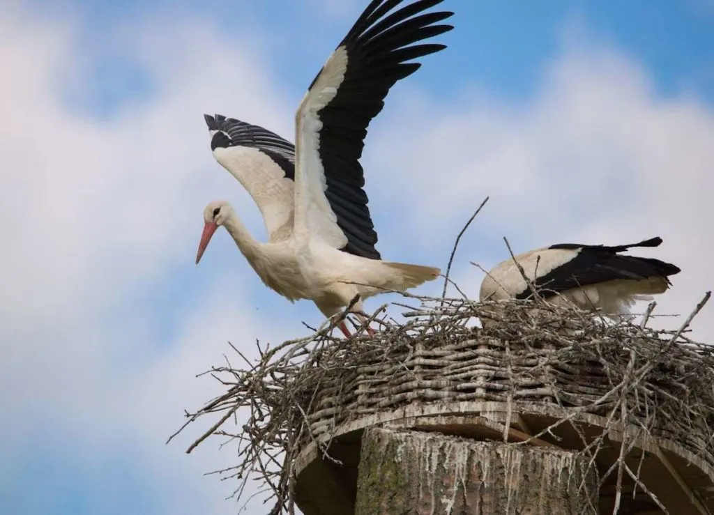 Reiseziele Norddeutschland Störche am Weserradweg Minden