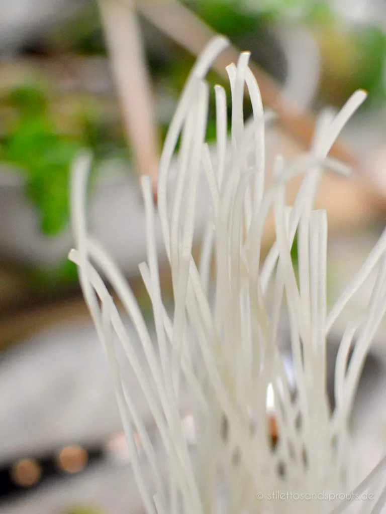 Reisnudeln sind die Einlage in der Asia Suppe