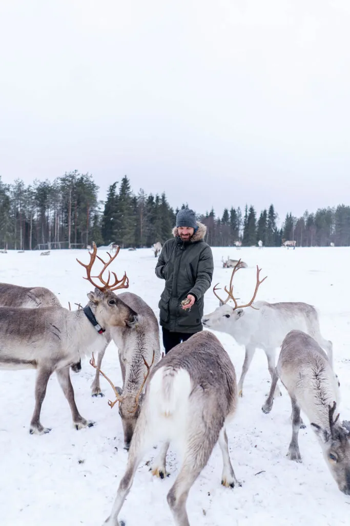 Rentierfarm Kujalan Kuusamo Lappland