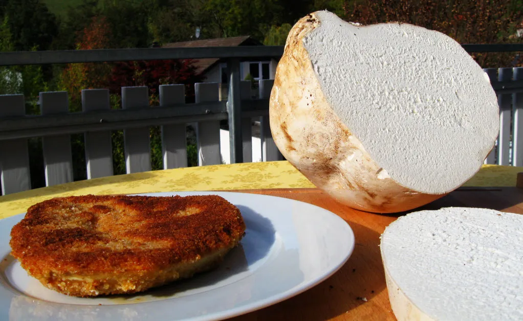 Riesenbovist im Wald: Ein riesiger Speisepilz als Glücksfund für Pilzsammler in Deutschland