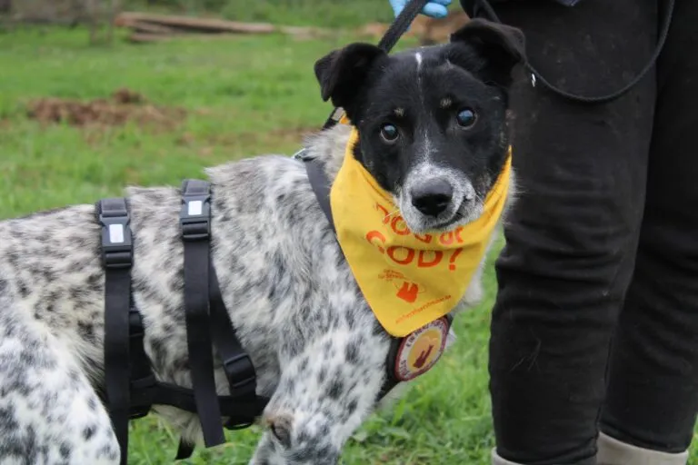 Rocky, ein sanfter, alter Kämpfer, wartet auf sein Altersruhesitz