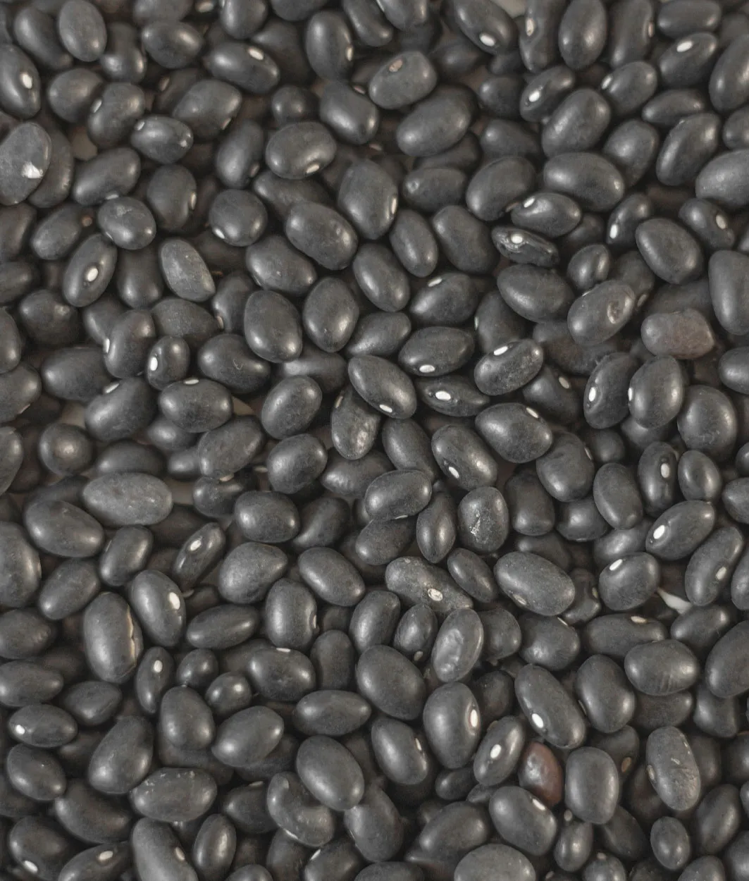 Rohe schwarze Bohnen als hochwertige Zutat für vielseitige Rezepte