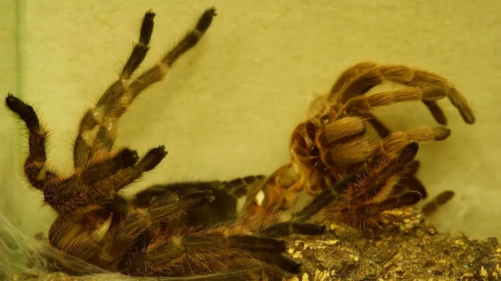 Rote Chile-Vogelspinne in ihrem Terrarium während der Häutung, ein wichtiger Aspekt der Spinnenpflege.