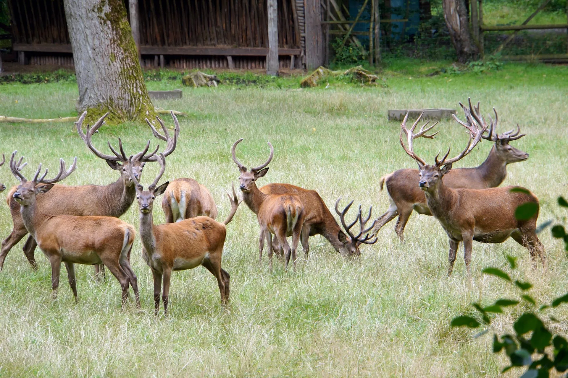 Rothirsche im Wildpark, Arnsberg, Nordrhein-Westfalen, Deutschland