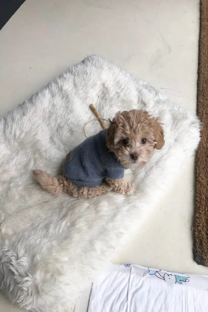 Sammlung von Hundesprüchen und Zitaten auf einer Tafel mit Hunde-Motiv