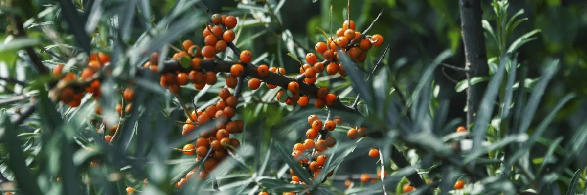 Sanddornbeeren am Strauch