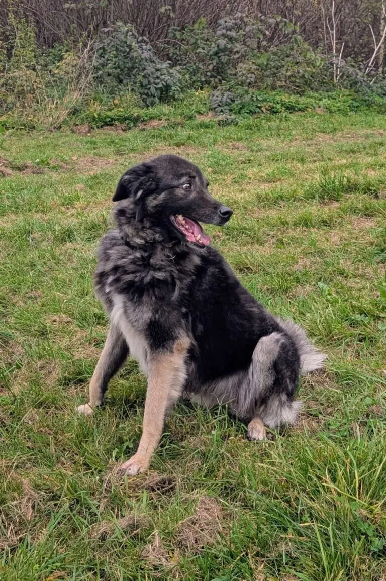 Sanfter Herdenschutzhund-Mischling Dean wartet in Zwiesel auf Adoption