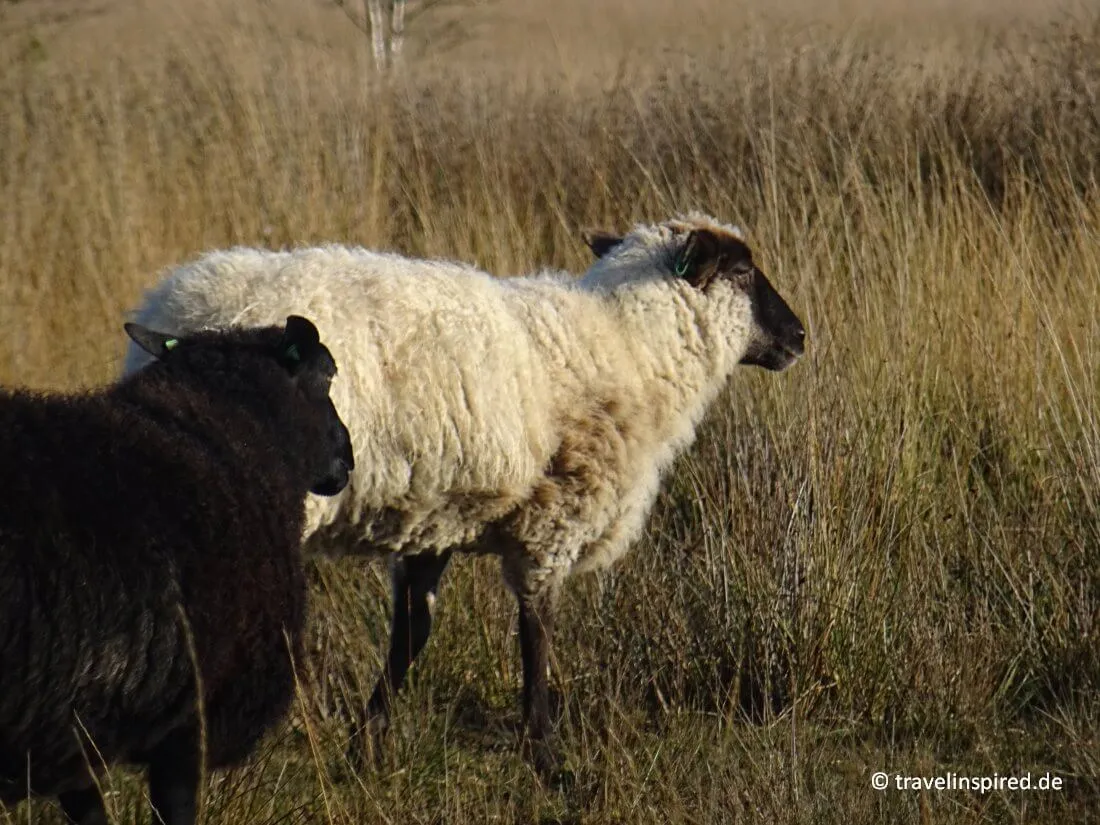 Schafe im Naturpark Moor-Veenland, Ausflugsziele Niedersachsen